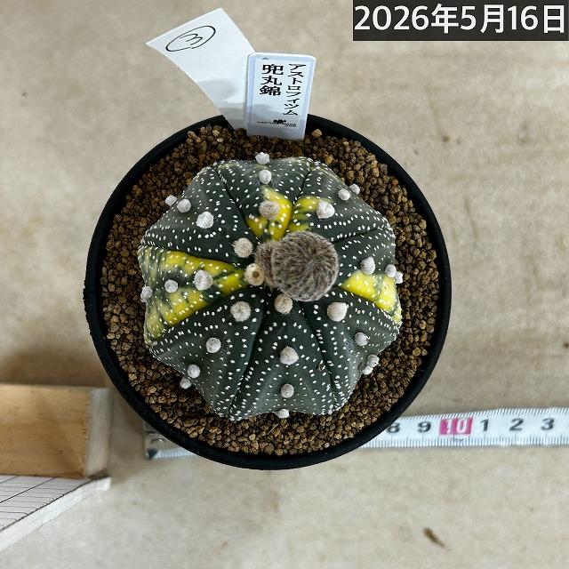 斑入りサボテン 兜丸錦(アストロフィツム アステリアス) 3号ロング鉢
