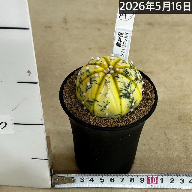斑入りサボテン 兜丸錦(アストロフィツム アステリアス) 3号ロング鉢