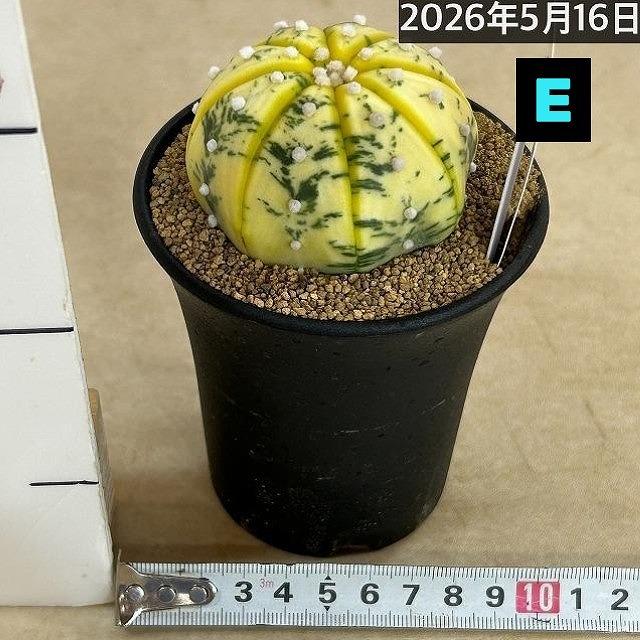 斑入りサボテン 兜丸錦(アストロフィツム アステリアス) 3号ロング鉢