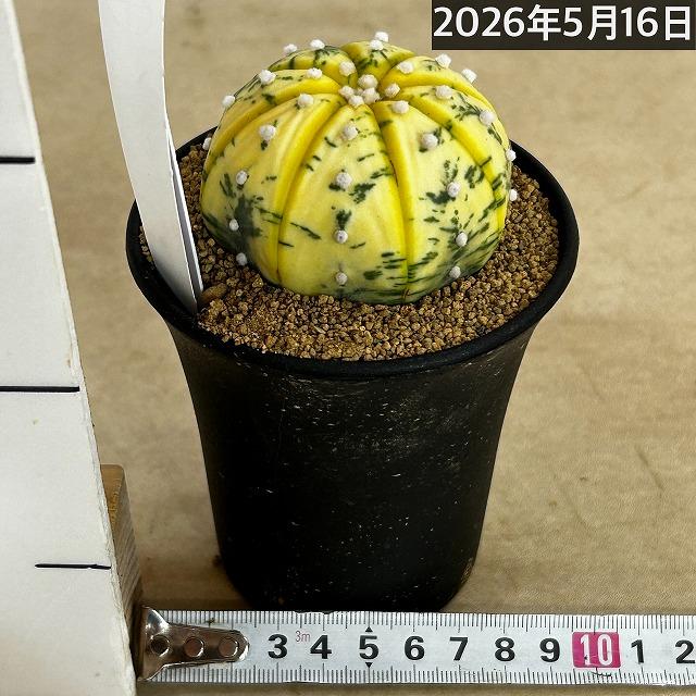 斑入りサボテン 兜丸錦(アストロフィツム アステリアス) 3号ロング鉢