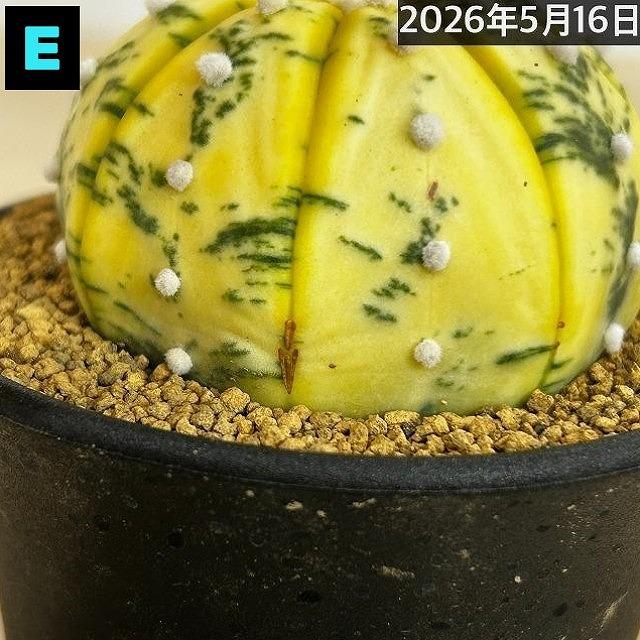 斑入りサボテン 兜丸錦(アストロフィツム アステリアス) 3号ロング鉢