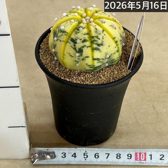 斑入りサボテン 兜丸錦(アストロフィツム アステリアス) 3号ロング鉢