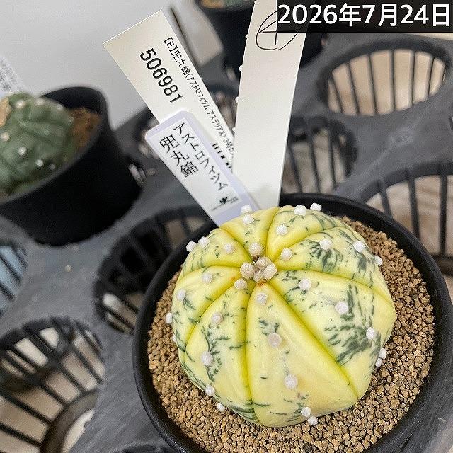 斑入りサボテン 兜丸錦(アストロフィツム アステリアス) 3号ロング鉢
