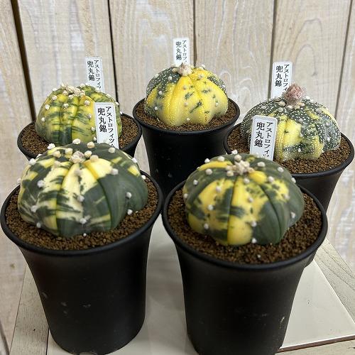 斑入りサボテン 兜丸錦(アストロフィツム アステリアス) 3号ロング鉢