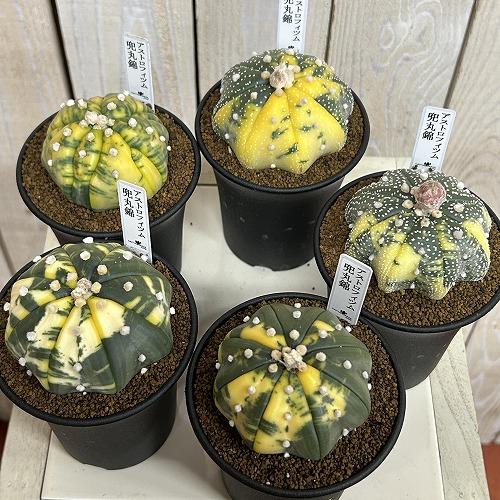 斑入りサボテン 兜丸錦(アストロフィツム アステリアス) 3号ロング鉢