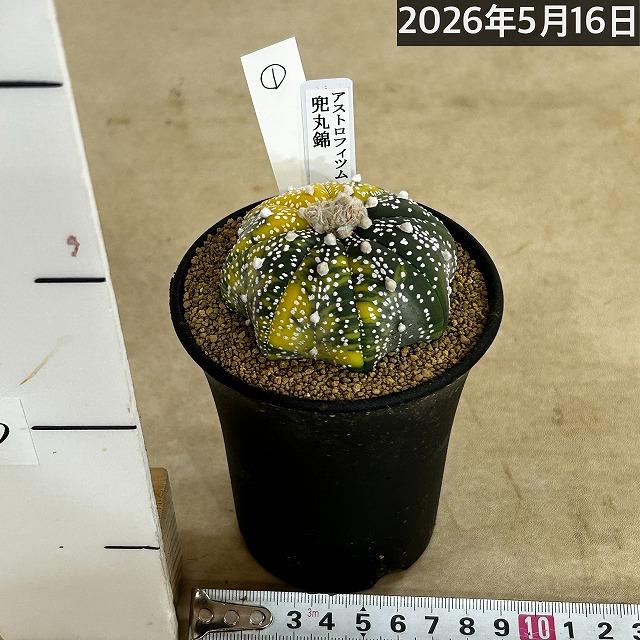 斑入りサボテン 兜丸錦(アストロフィツム アステリアス) 3号ロング鉢