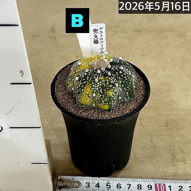 斑入りサボテン 兜丸錦(アストロフィツム アステリアス) 3号ロング鉢