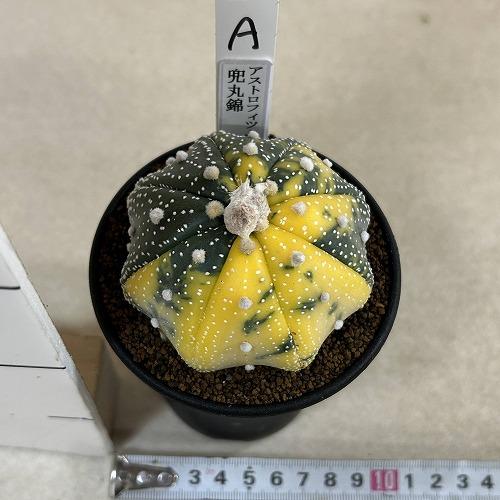 斑入りサボテン 兜丸錦(アストロフィツム アステリアス) 3号ロング鉢