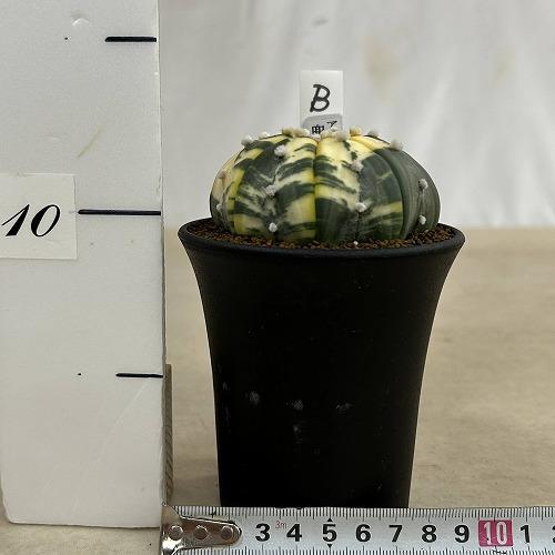 斑入りサボテン 兜丸錦(アストロフィツム アステリアス) 3号ロング鉢