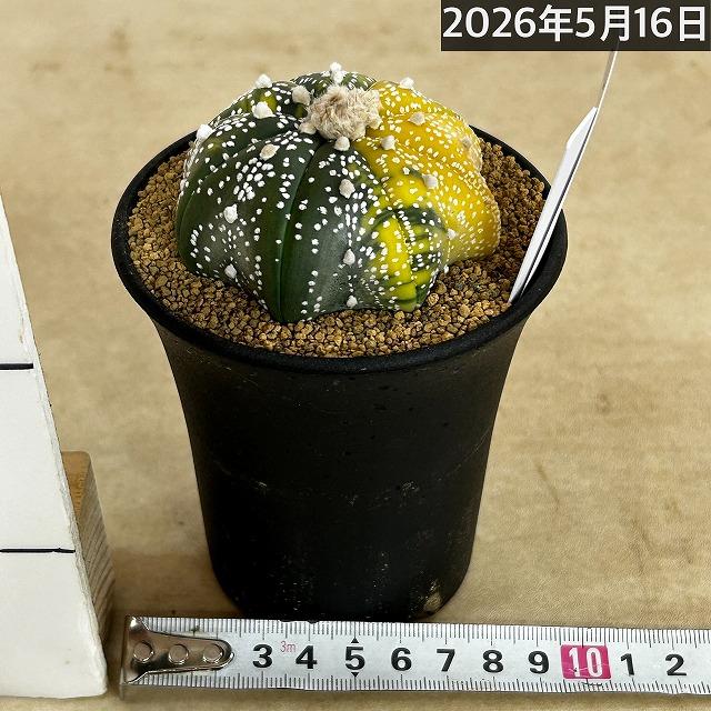 ［確認用］サボテン 斑入りサボテン 兜丸錦(アストロフィツム アステリアス) 3号ロング鉢