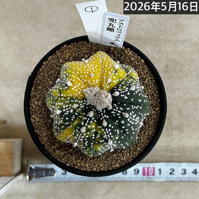 斑入りサボテン 兜丸錦(アストロフィツム アステリアス) 3号ロング鉢
