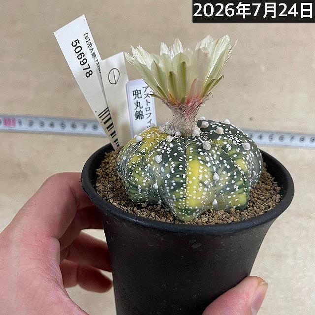 斑入りサボテン 兜丸錦(アストロフィツム アステリアス) 3号ロング鉢