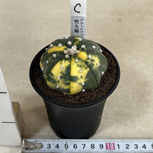 斑入りサボテン 兜丸錦(アストロフィツム アステリアス) 3号ロング鉢