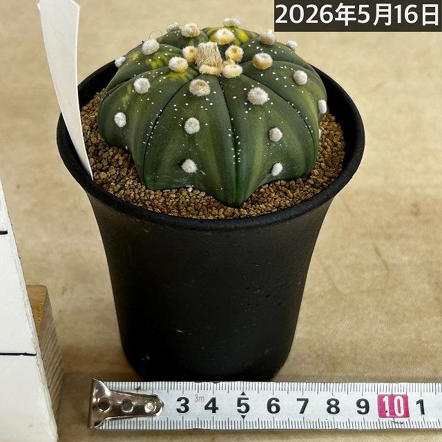斑入りサボテン 兜丸錦(アストロフィツム アステリアス) 3号ロング鉢