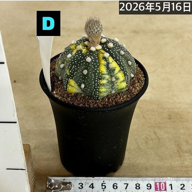 斑入りサボテン 兜丸錦(アストロフィツム アステリアス) 3号ロング鉢