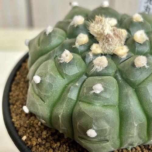 サボテン 亀甲兜丸(アストロフィツム アステリアス) 3号ロング鉢(現品