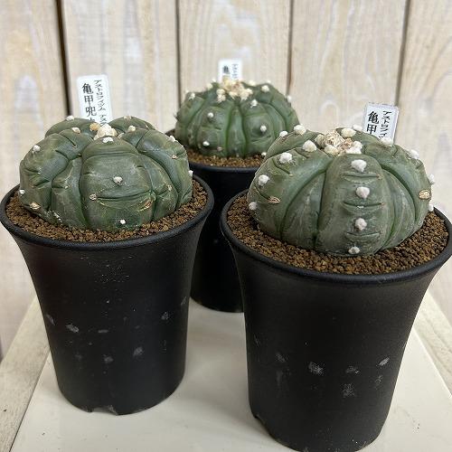 サボテン 亀甲兜丸(アストロフィツム アステリアス) 3号ロング鉢(現品