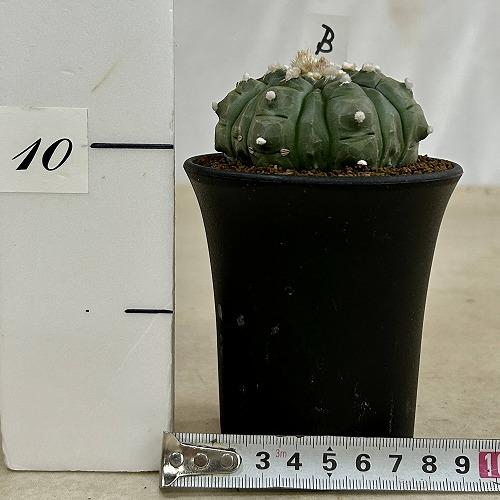 サボテン 亀甲兜丸(アストロフィツム アステリアス) 3号ロング鉢(現品
