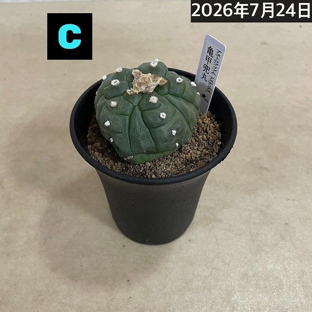サボテン 亀甲兜丸(アストロフィツム アステリアス) 3号ロング鉢(現品