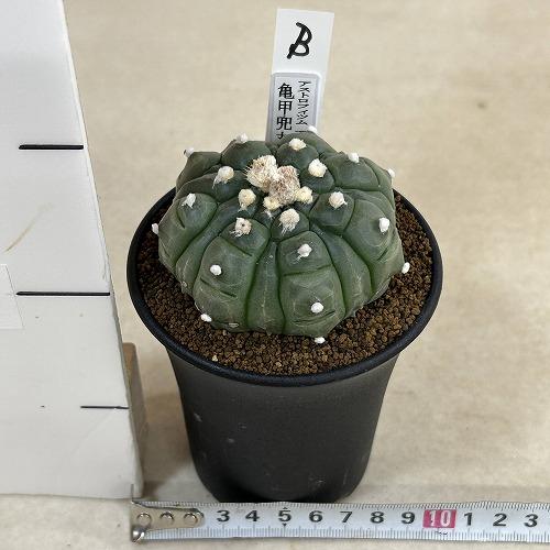 サボテン 亀甲兜丸(アストロフィツム アステリアス) 3号ロング鉢(現品