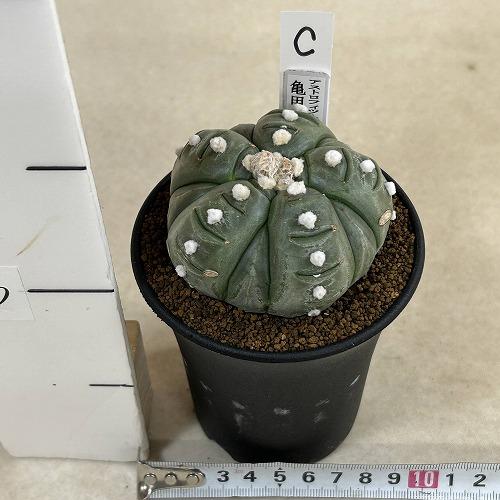 サボテン 亀甲兜丸(アストロフィツム アステリアス) 3号ロング鉢(現品