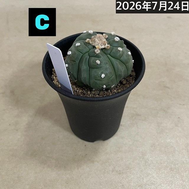 サボテン 亀甲兜丸(アストロフィツム アステリアス) 3号ロング鉢(現品