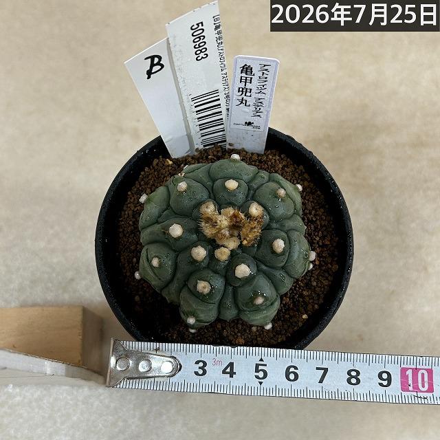 サボテン 亀甲兜丸(アストロフィツム アステリアス) 3号ロング鉢(現品