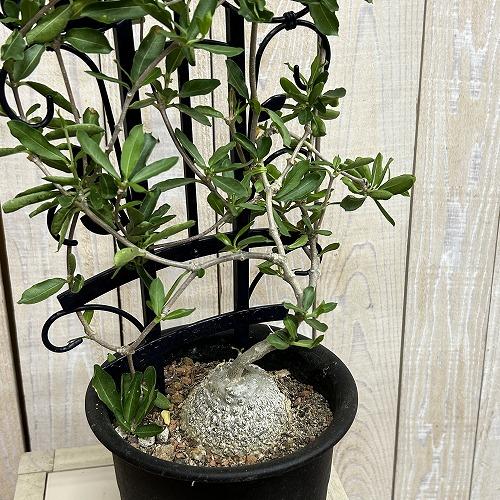 塊根植物 フォッケア エドゥリス(火星人) 5号鉢(現品) コーデックス