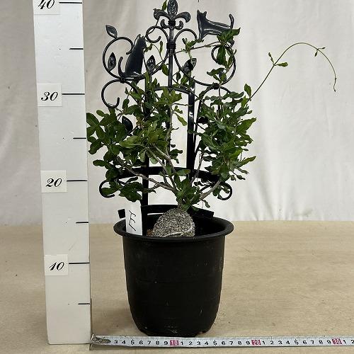 塊根植物 フォッケア エドゥリス(火星人) 5号鉢(現品) コーデックス