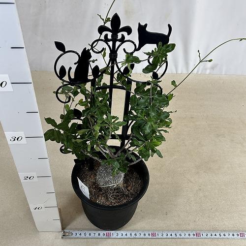 塊根植物 フォッケア エドゥリス(火星人) 5号鉢(現品) コーデックス
