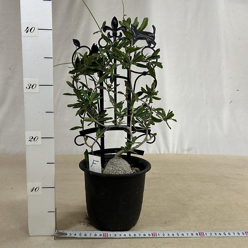 塊根植物 フォッケア エドゥリス(火星人) 5号鉢(現品) コーデックス