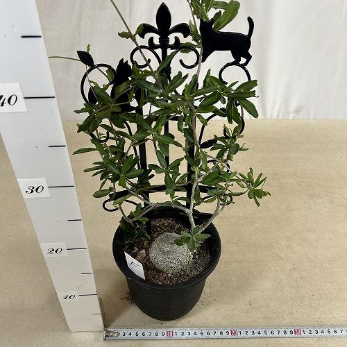 塊根植物 フォッケア エドゥリス(火星人) 5号鉢(現品) コーデックス