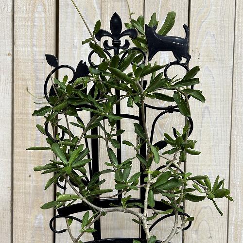 塊根植物 フォッケア エドゥリス(火星人) 5号鉢(現品) コーデックス