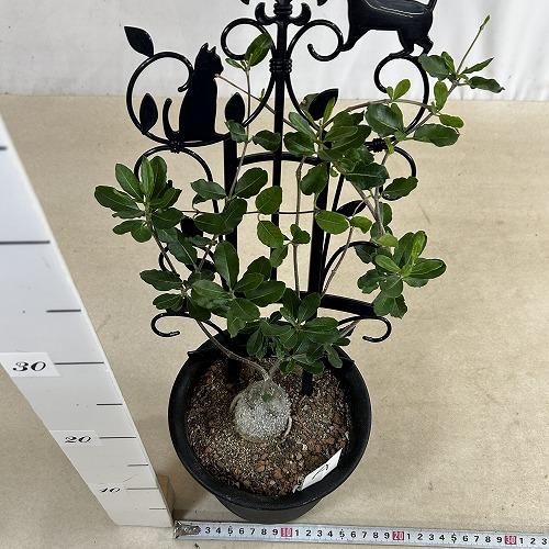 塊根植物 フォッケア エドゥリス(火星人) 5号鉢(現品) コーデックス