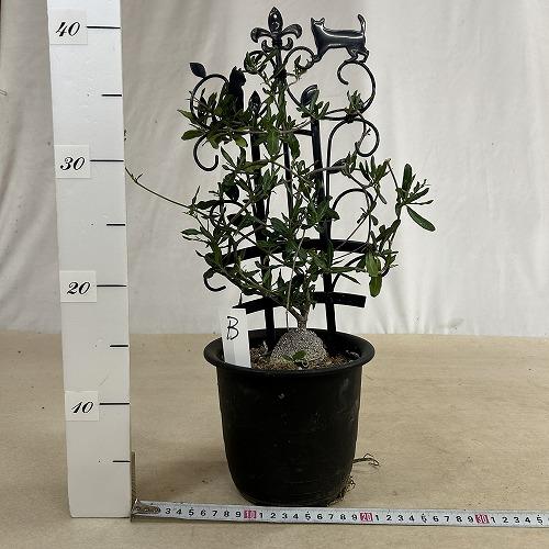 塊根植物 フォッケア エドゥリス(火星人) 5号鉢(現品) コーデックス
