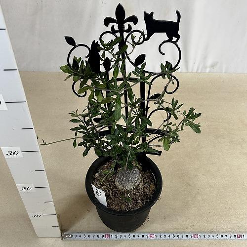 塊根植物 フォッケア エドゥリス(火星人) 5号鉢(現品) コーデックス