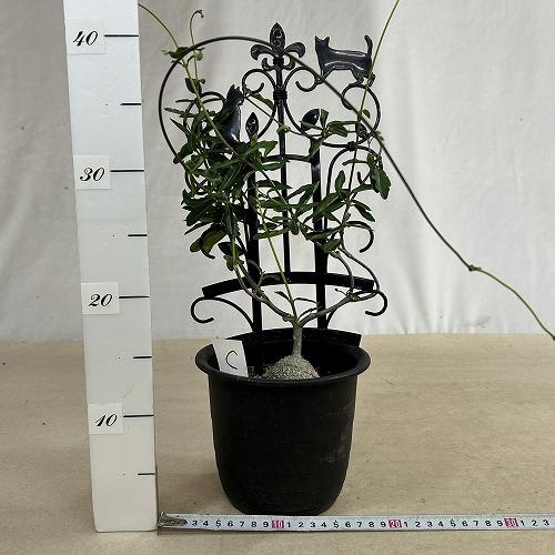 塊根植物 フォッケア エドゥリス(火星人) 5号鉢(現品) コーデックス