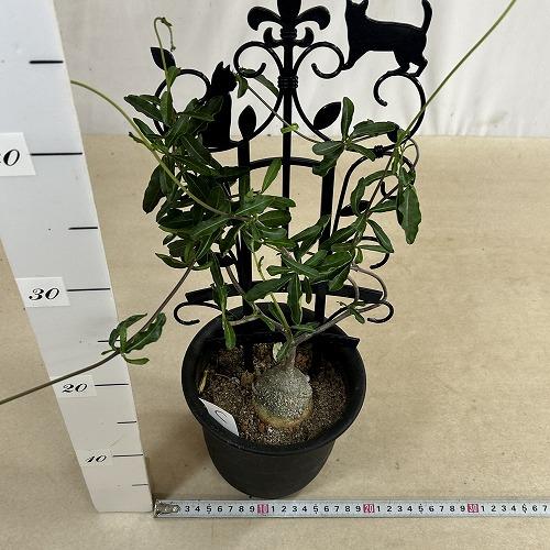 塊根植物 フォッケア エドゥリス(火星人) 5号鉢(現品) コーデックス