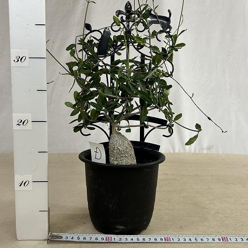 塊根植物 フォッケア エドゥリス(火星人) 5号鉢(現品) コーデックス