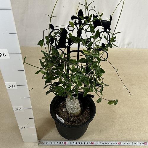 塊根植物 フォッケア エドゥリス(火星人) 5号鉢(現品) コーデックス