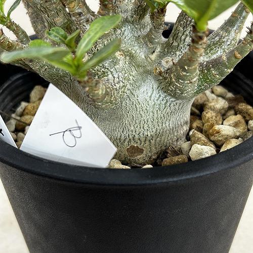 塊根植物 選べるアデニウム モンスター 5号鉢(現品) 個体A〜F
