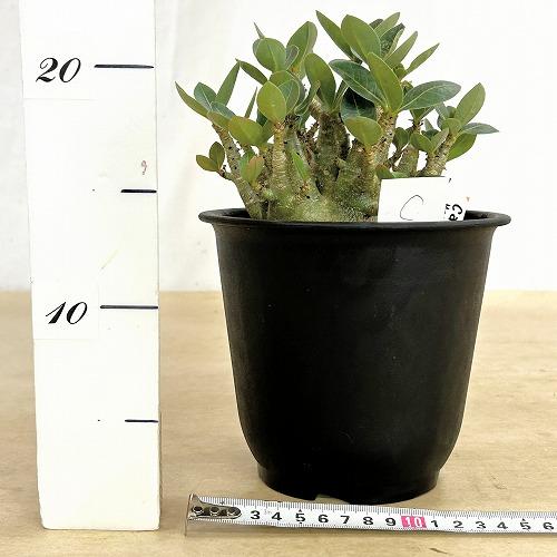塊根植物 選べるアデニウム モンスター 5号鉢(現品) 個体A〜F