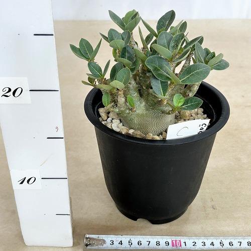 アデニウム モンスター鉢ごと発送