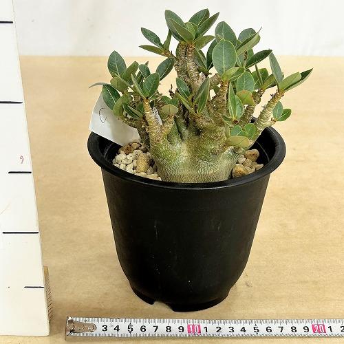 塊根植物 選べるアデニウム モンスター 5号鉢(現品) 個体A〜F
