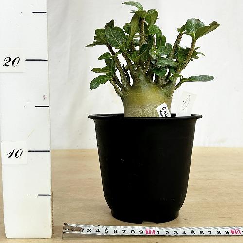 塊根植物 選べるアデニウム モンスター 5号鉢(現品) 個体A〜F
