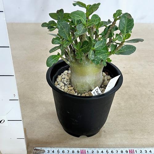 塊根植物 選べるアデニウム モンスター 5号鉢(現品) 個体A〜F