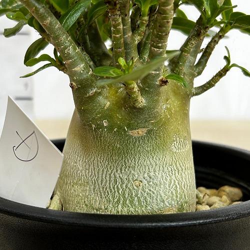 塊根植物 選べるアデニウム モンスター 5号鉢(現品) 個体A〜F