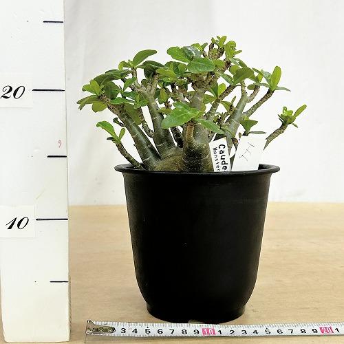 塊根植物 選べるアデニウム モンスター 5号鉢(現品) 個体A〜F