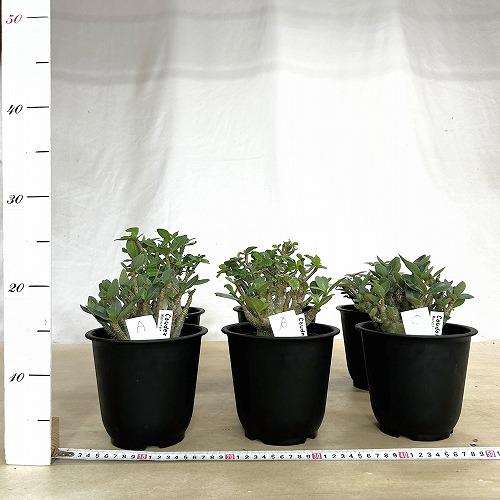 塊根植物 選べるアデニウム モンスター 5号鉢(現品) 個体A〜F
