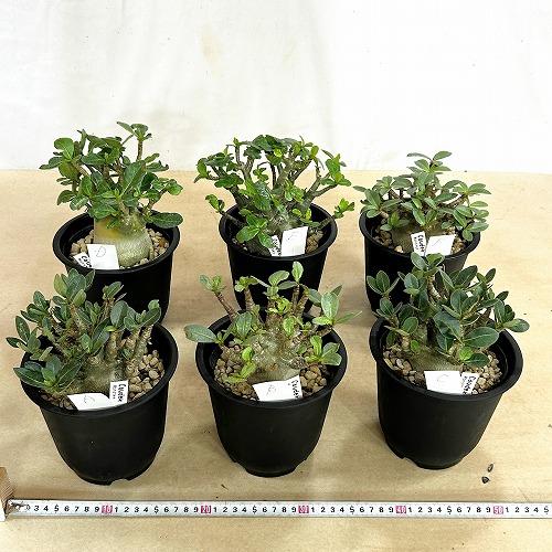 塊根植物 選べるアデニウム モンスター 5号鉢(現品) 個体A〜F